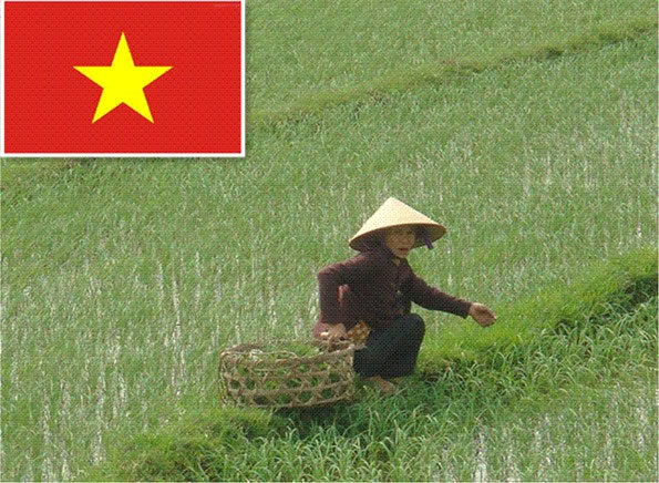 فيتنام أرز,الحبوب و المكسرات