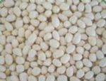 blanched peanut kernels round shape
