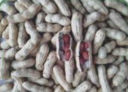 red skin peanut in shell,Grain & Nuts & Kernels
