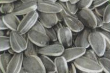 sunflower seeds american type118,Grain & Nuts & Kernels