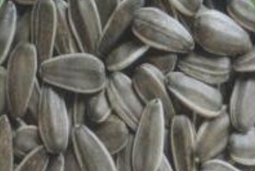 sunflower seeds american type 6009,Grain & Nuts & Kernels