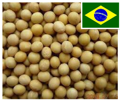 Brazil Soya Bean,Grain & Nuts & Kernels